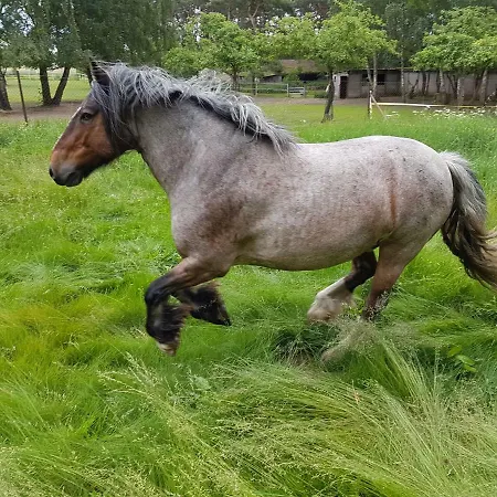 Doppelhaushälfte Nordwind Vom Naturhof Usedom *