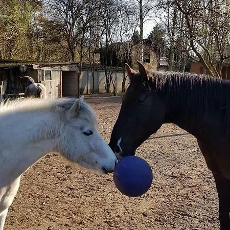 Doppelhaushälfte Nordwind Vom Naturhof Usedom *