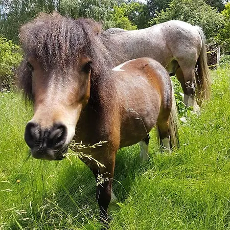 Doppelhaushaelfte Nordwind Vom Naturhof Usedom Apartment *