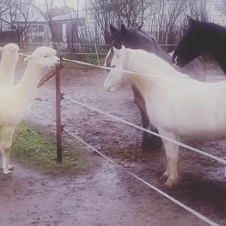 Doppelhaushaelfte Nordwind Vom Naturhof Usedom *
